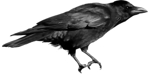 Raven PNG-71391